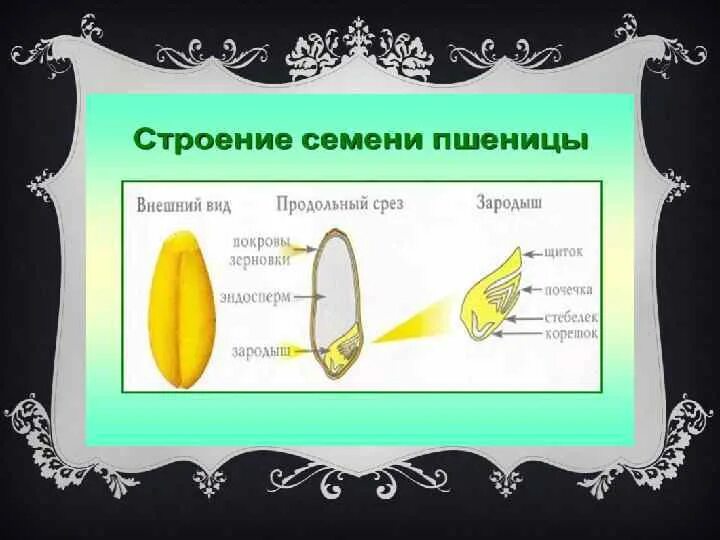 Строение семени пшеницы для детей. Строение семени пшеницы тематическая карта. Строение семени бобовых. Строение семени пшеницы с алейроновым слоем.