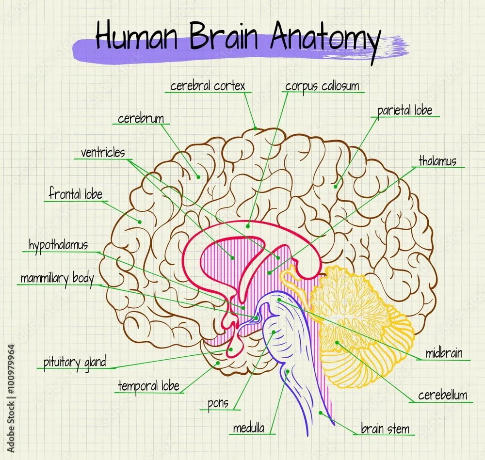 Parts of human brain. Мозг анатомия. Мозг анатомия. Анатомия мозга егэ. Parts of human brain.