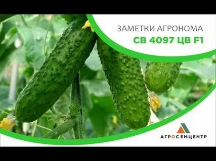 Огурец св 4097 f1 отзывы