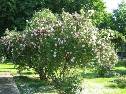 Кустовые шрабы