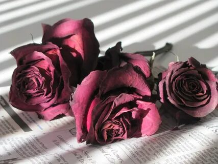 Dry rose