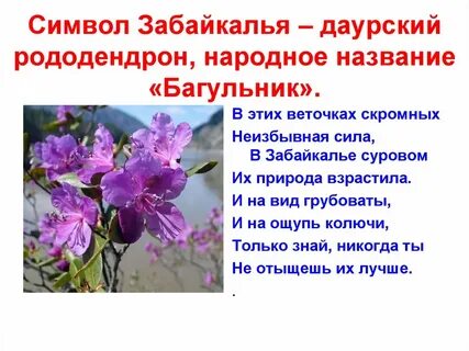 Презентация забайкальский край 8 класс