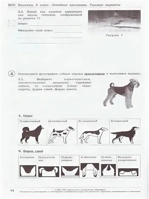Впр по биологии 9 вариант. Материал для подготовки к ВПР по биологии 8 класс. ВПР биология 8 класс. ВПР по биологии 8 класс порода собаки. ВПР по биологии 8 класс чихуахуа.