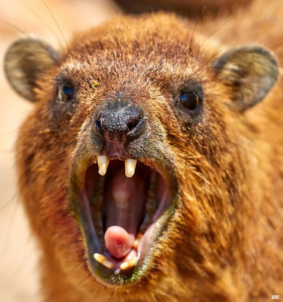 Даман брюса. Капский даман. Даман жиряк. Капский даман. Даман жиряк.