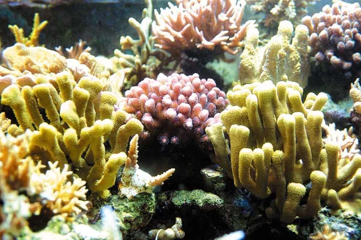 Коралловые полипы рифы. Коралловые полипы (Anthozoa). Морская губка коралловый риф. Морские губки полипы кораллы.