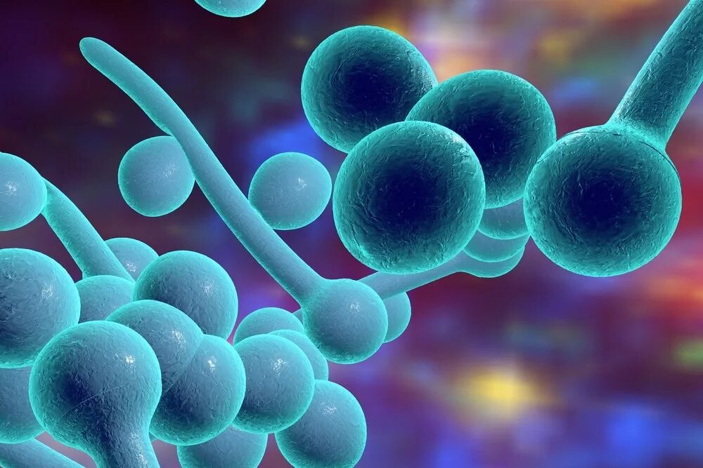 Грибы едят бактерии. Роль грибов и бактерий. Вирусы, микробы, бактерии, грибки. Грибы едят бактерии. Бактерии разрушители деструкторы редуценты.