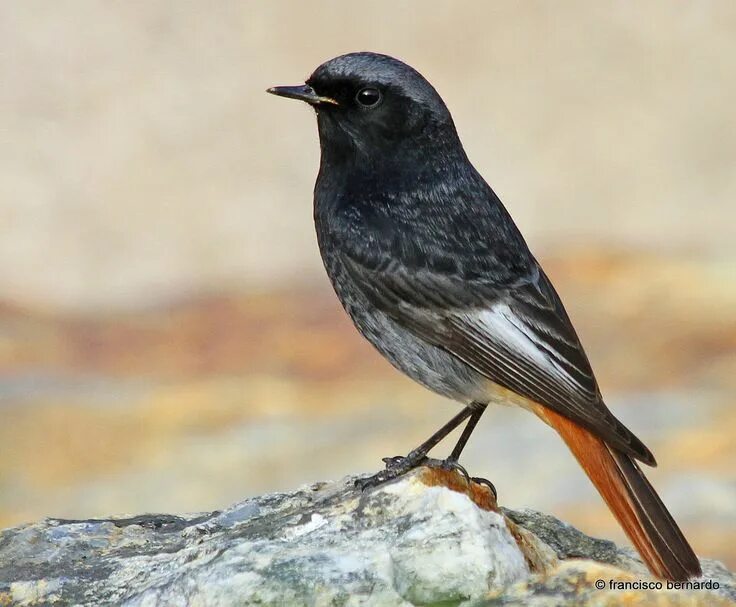 Птица с коричневым хвостом фото Rockwarbler The Australian Museum