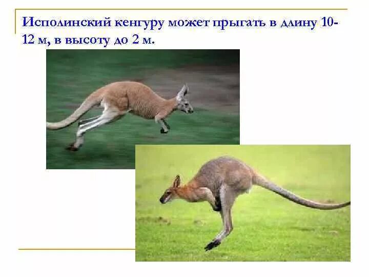 Кенгуру прыгает в длину. Морфологические адаптации кенгуру. адаптация кенгуру к среде обитания. биохимические адаптации примеры животных.