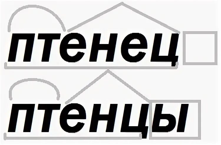 Птенец корень