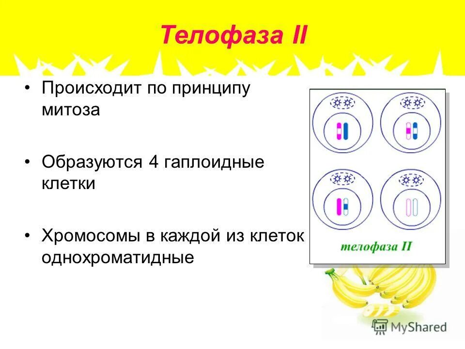 Образование 4 гаплоидных дочерних клеток