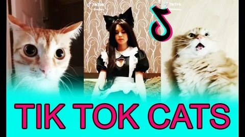 Тик ток кошки
