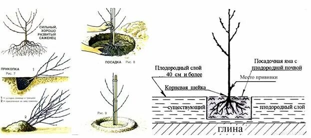 Всё о выращивании плодовых деревьев Дерево, Защита растений, Ведро