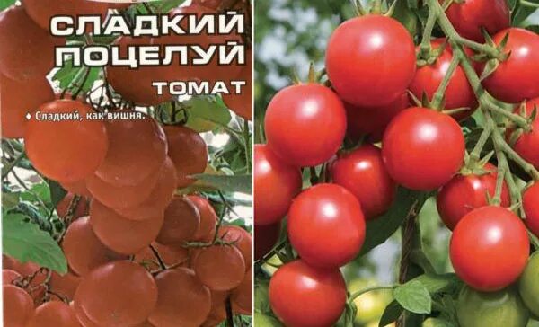 Томат сладкий поцелуй (черри)20шт (Сиб сад). Томат черри сладкий поцелуй сорт. Томат сладкий поцелуй Сибирский сад. Сорт томатов сладкий поцелуй. Томаты полным полно описание сорта фото