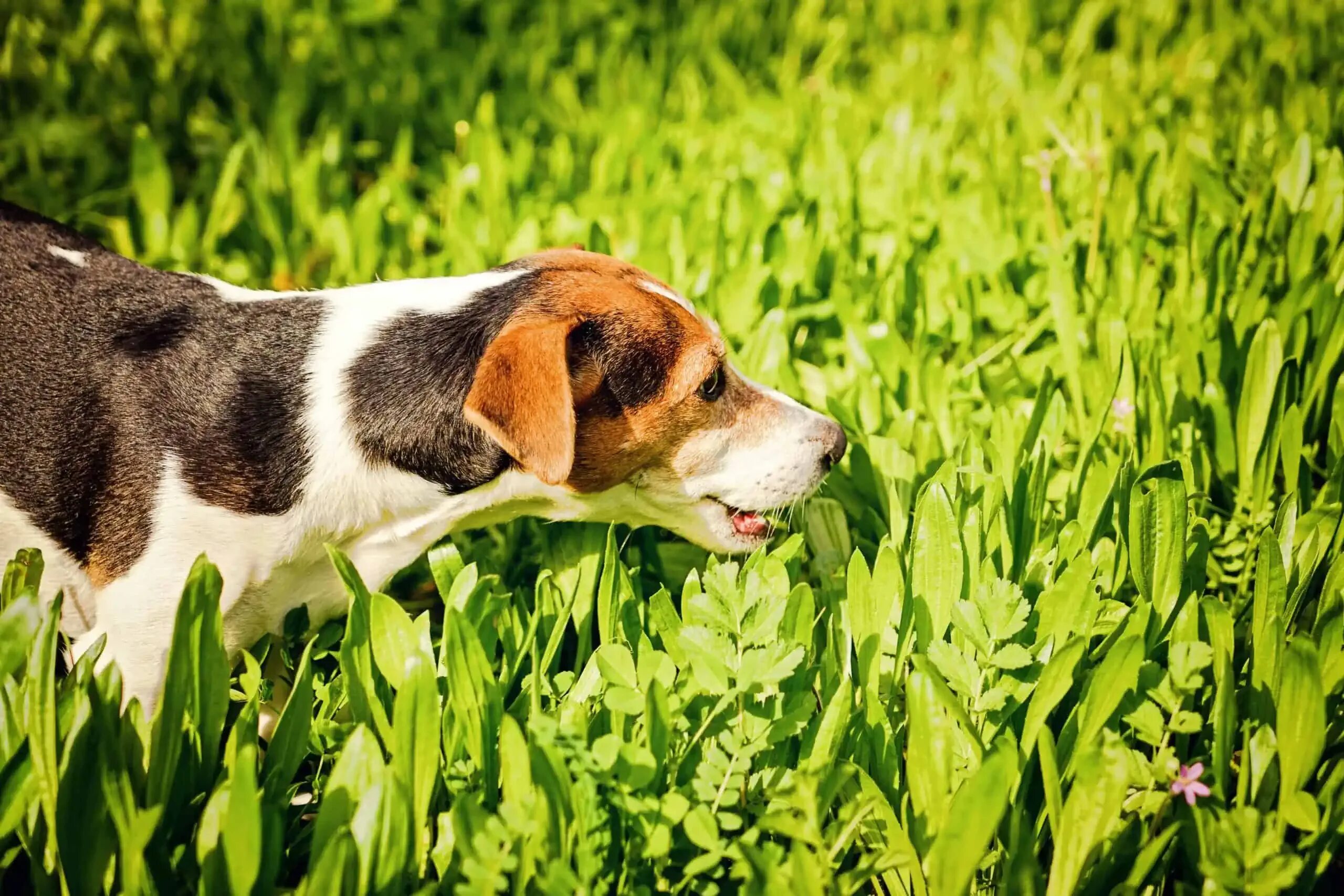 Почему собака ест траву на улице. Джек Рассел. Джек Рассел терьер на траве. Джек Рассел щенки на траве. Собака ест траву.