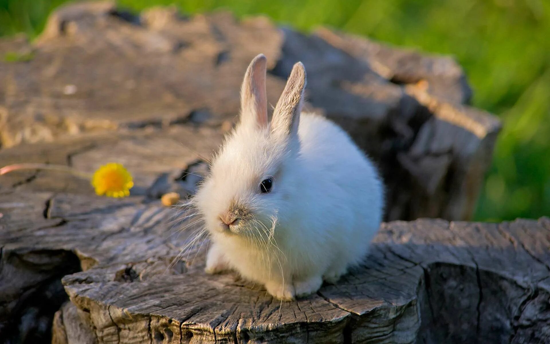 Animals rabbit. Джунгарский кролик. Куенча расми. Красивый кролик. Белый кролик.