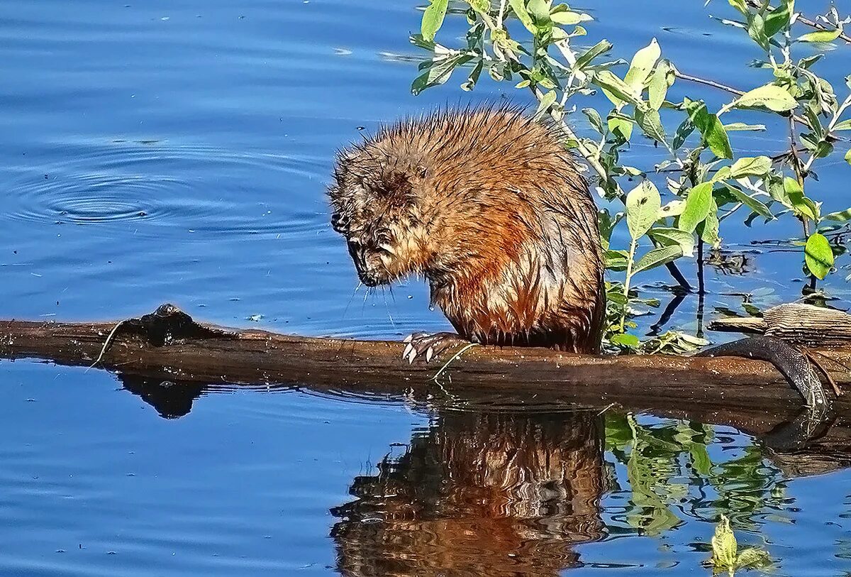 ондатру uba. воронежский заповедник бобр или ондатра. ондатра мускусная. воронежский биосферный заповедник бобры. канадский бобр (castor canadensis).