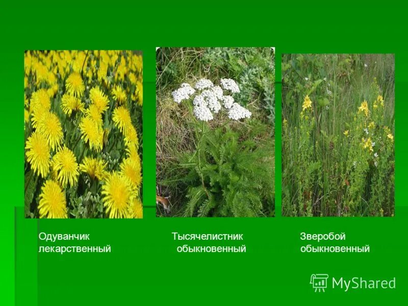 тысячелистник пижма полынь. зверобой дикий полевой. тысячелистник обыкновенный. зверобой пижма тысячелистник. одуванчик и зверобой.