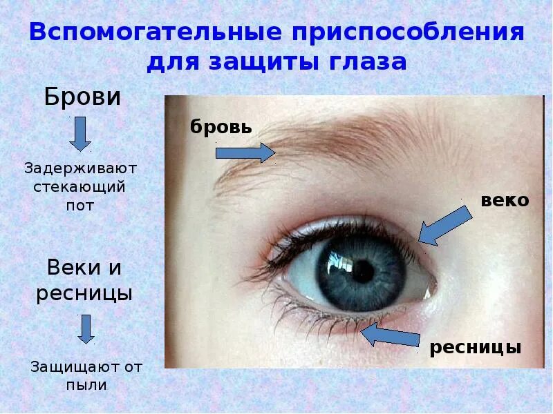 Вспомогательные приспособления глаза брови ресницы. Зрительный анализатор презентация. Презентация зрительный анализатор посредством глаза а не глазом. Что защищает глаза.