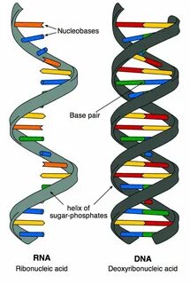 Dna rna