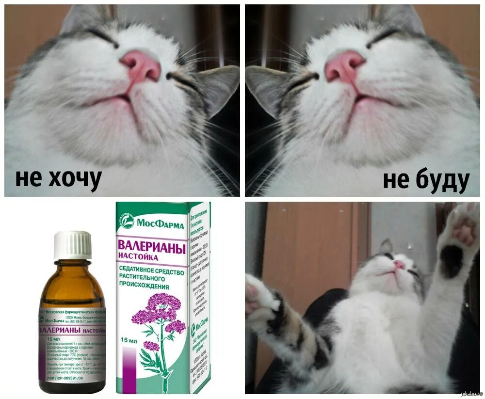 Можно ли кошке давать валериану