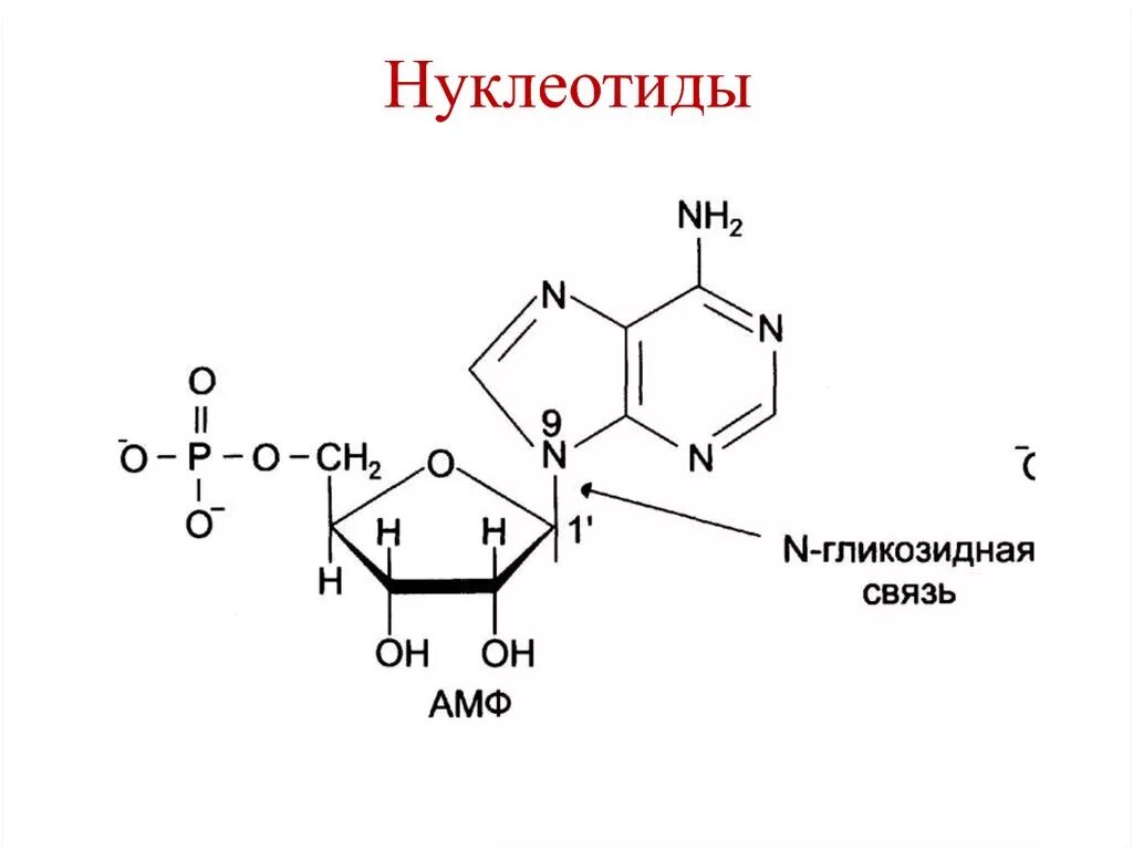 Буквы нуклеотидов. Схема строения нуклеотида. Общая структура нуклеотидов. Нуклеотид ДНК гликозидная связь. 16 Нуклеотидов.