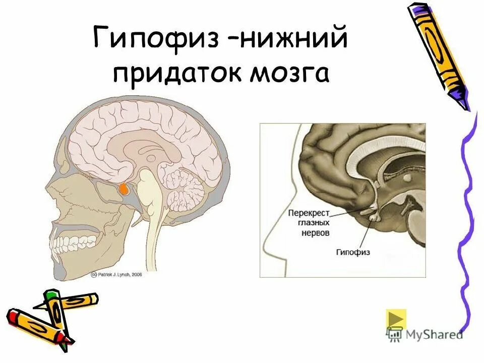 Структура головного мозга гипофиз. Функции гипофиза головного мозга. Гипофиз мозговой придаток. Придаток мозга.