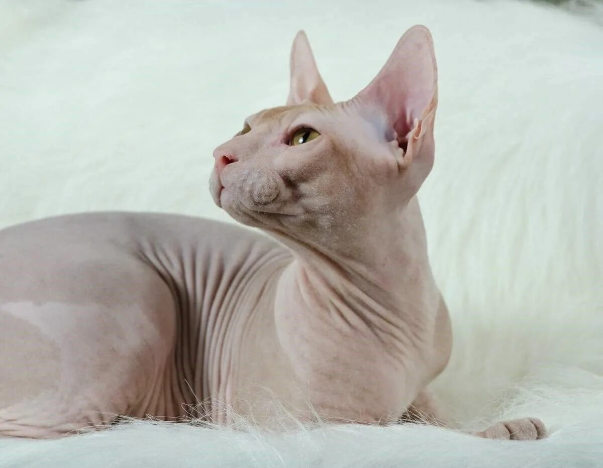 Сфинксы лучшие кошки