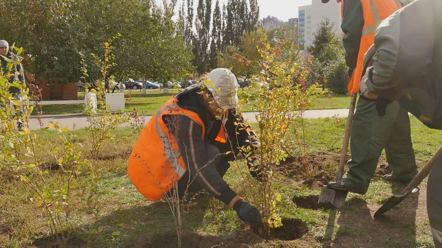 Высадка кустарников. Посадка кустарников. Высадка деревьев осенью. Посадка кустарников осенью. Высадка кустов