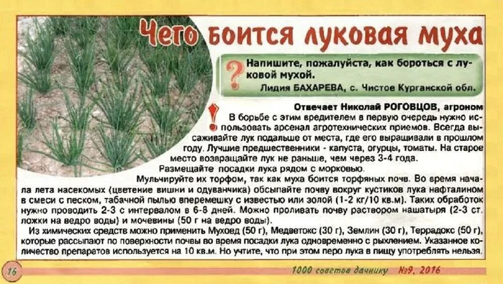Как обработать лук от луковой мухи. От луковой мухи. обработка от луковой мухи. средство от луковой и морковной мухи. препарат от луковой и морковной мухи.