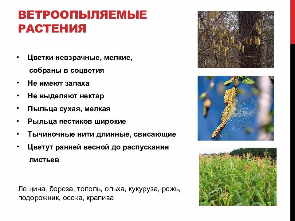 Ветро опаляемые растения. Злаки опыляются насекомыми. Приспособления растений к опылению ветром и насекомыми. Признаки ветроопыляемых растений. Опыление растений ветром.
