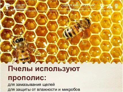 Прополис пчелиный для чего