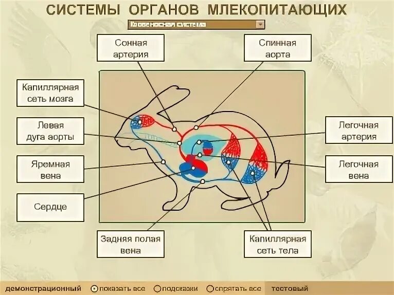 Функции систем органов млекопитающих. Системы органов млекопитающих. название системы органов млекопитающих. внутренние органы млекопитающих. системы органов млекопитающих таблица.