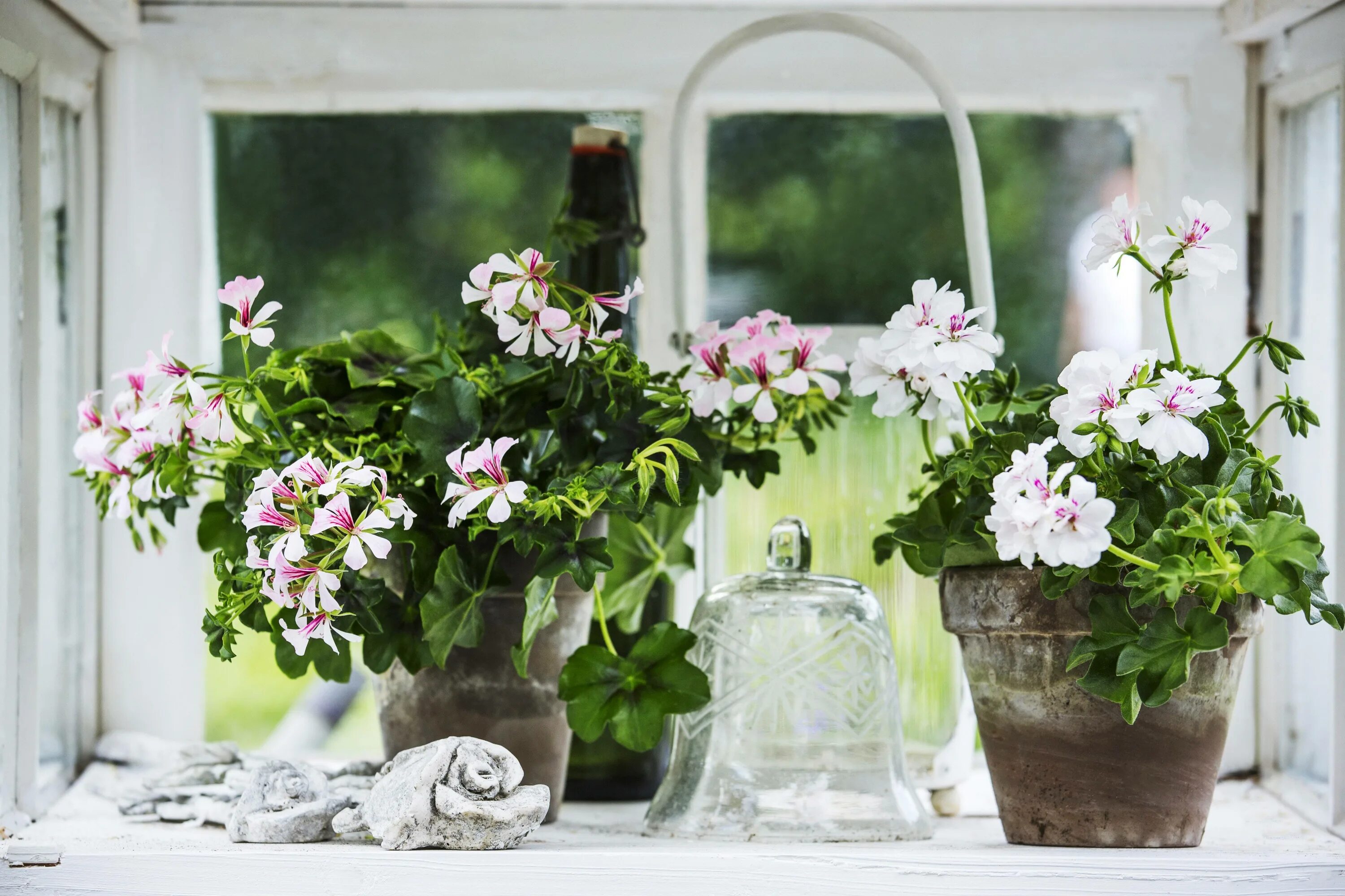 Подоконник с цветами. Цветок в горшке. Цветущий цветок на подоконнике. Весенние цветы на окне. Цветущий подоконник.