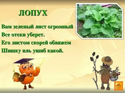 Картинки зеленая аптека