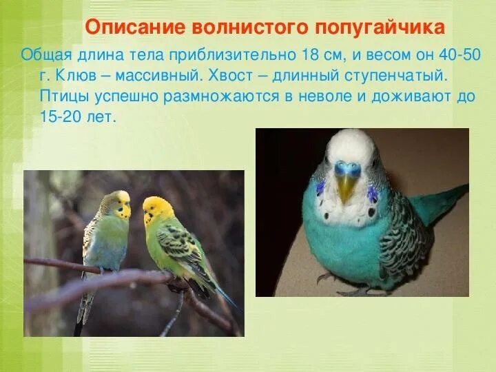Сколько лет попугаю по человеческим