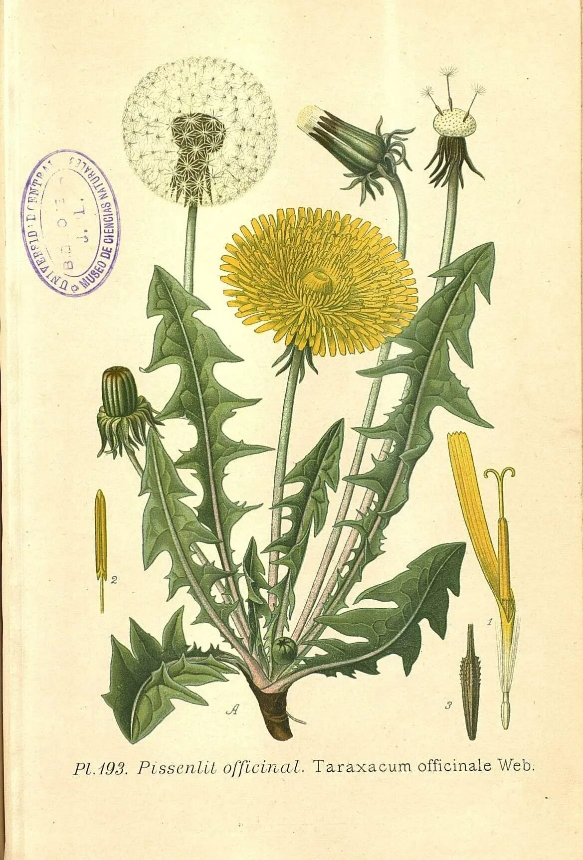 Одуванчик лекарственный форма. Taraxacum officinale иллюстрация. Ботанический атлас одуванчик. Одуванчик лекарственный Ботаническая иллюстрация. Одуванчик гербарий.