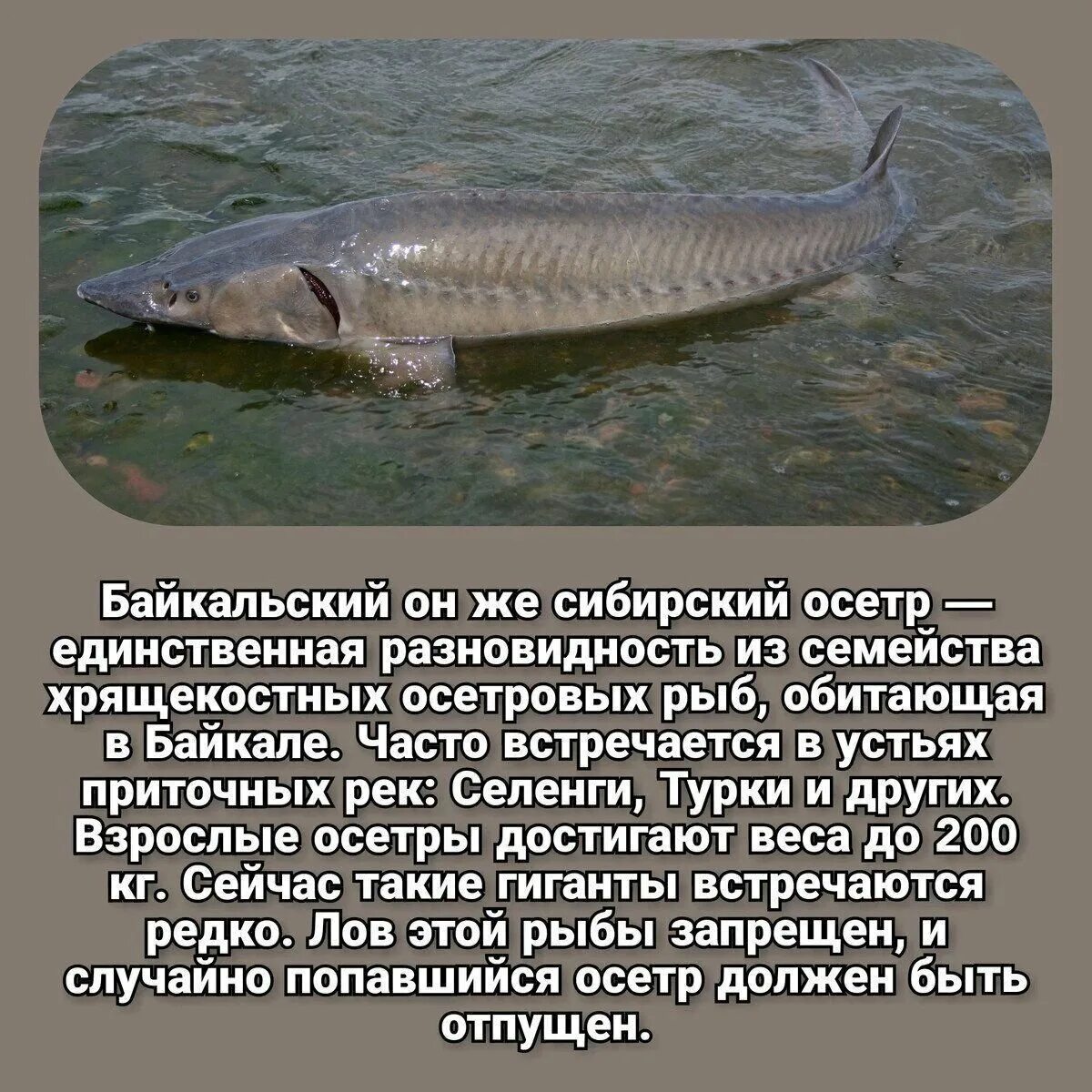 Самые большие рыбы Байкала. Крупная рыба Байкала. Самая большая рыба в Байкале. Самая крупная рыба Байкала.