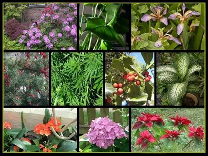 The rise of plants