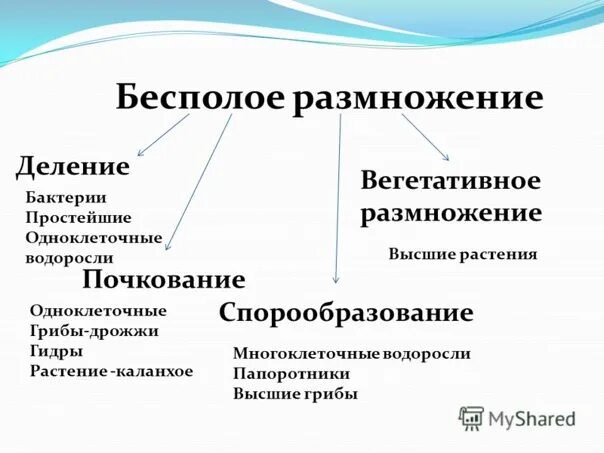 Бесполое размножение организмов кратко. Деление способ бесполого размножения. Формы бесполого размножения деление почкование спорообразование. Характеристика деления бесполого размножения. Спорообразование и вегетативное размножение