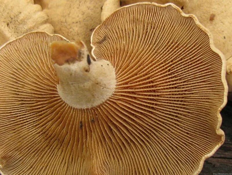Трубчатый гриб 7. Трубчатые грибы. Трубчатые грибы съедобные фото. Трубчатые грибы с юбочкой. Гриб Панеллюс съедобный.