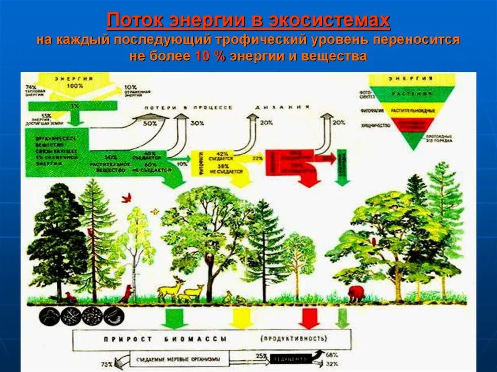 Экосистема дерева. Поток вещества и энергии в эклсистем. Круговорот веществ в экосистеме. Потоки вещества и энергии в экосистеме. Последовательность увеличения биологической продуктивности природных зон