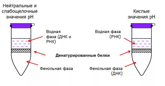 Методы выделения днк и рнк. Выделение днк на микроколонках. Общая схема выделения днк. Выделения днк и рнк пцр. Этапы выделения днк.
