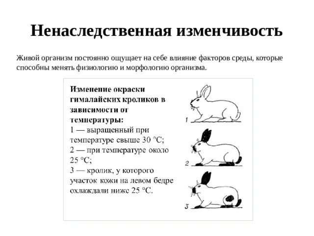 Ненаследственной является изменчивость. Ненаследственная изменчивость презентация. ненаследственная изменчивость примеры. ненаследственная изменчивость влияние на организм. характеристика ненаследственной изменчивости.