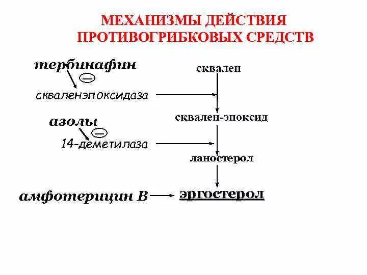 Тербинафин механизм противогрибкового действия. Механизм действия противогрибковых препаратов. Механизм действия противогрибковых. Противогрибковые препараты механизм действия классификация. Противогрибковые антибиотики механизм действия.