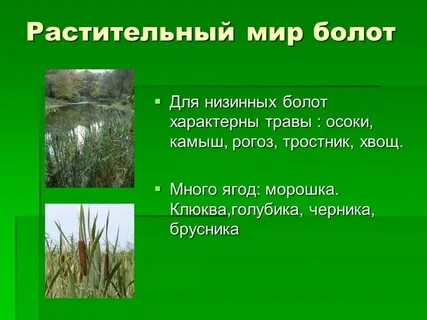 Растения болот признаки