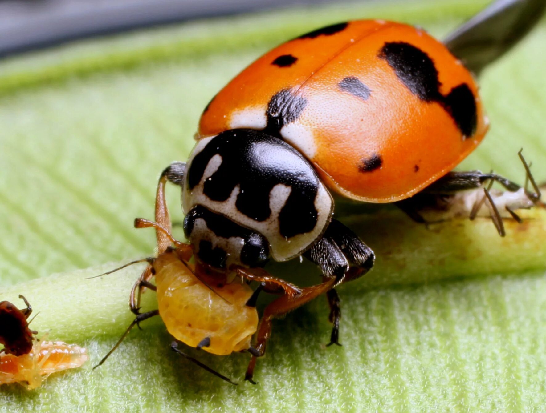 These insects feed on our. These insects feed on our