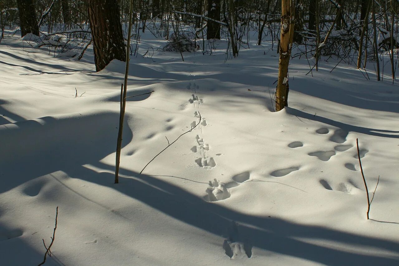 Следы зайца на снегу. Много следов в лесу. Следы на снегу в лесу. Зимний лес со следами зверей. Следы птиц зимой на снегу.