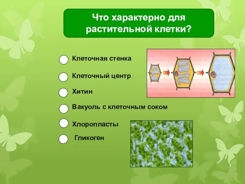 Хлоропласты характерны для клеток ответ. Для растительной клетки характерно. Характерные признаки растительной клетки. Структуры рпастительнойклетки. Только для растительных клеток характерны.