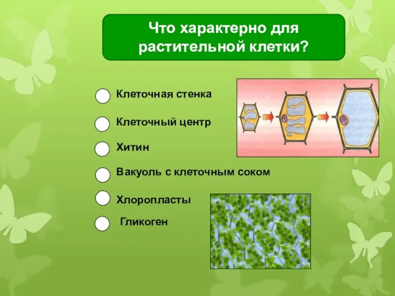 В растительной клетке присутствуют. Для растительной клетки характерно. Характерные признаки растительной клетки. Только для растительных клеток характерны. Структуры характерные для растительной клетки.