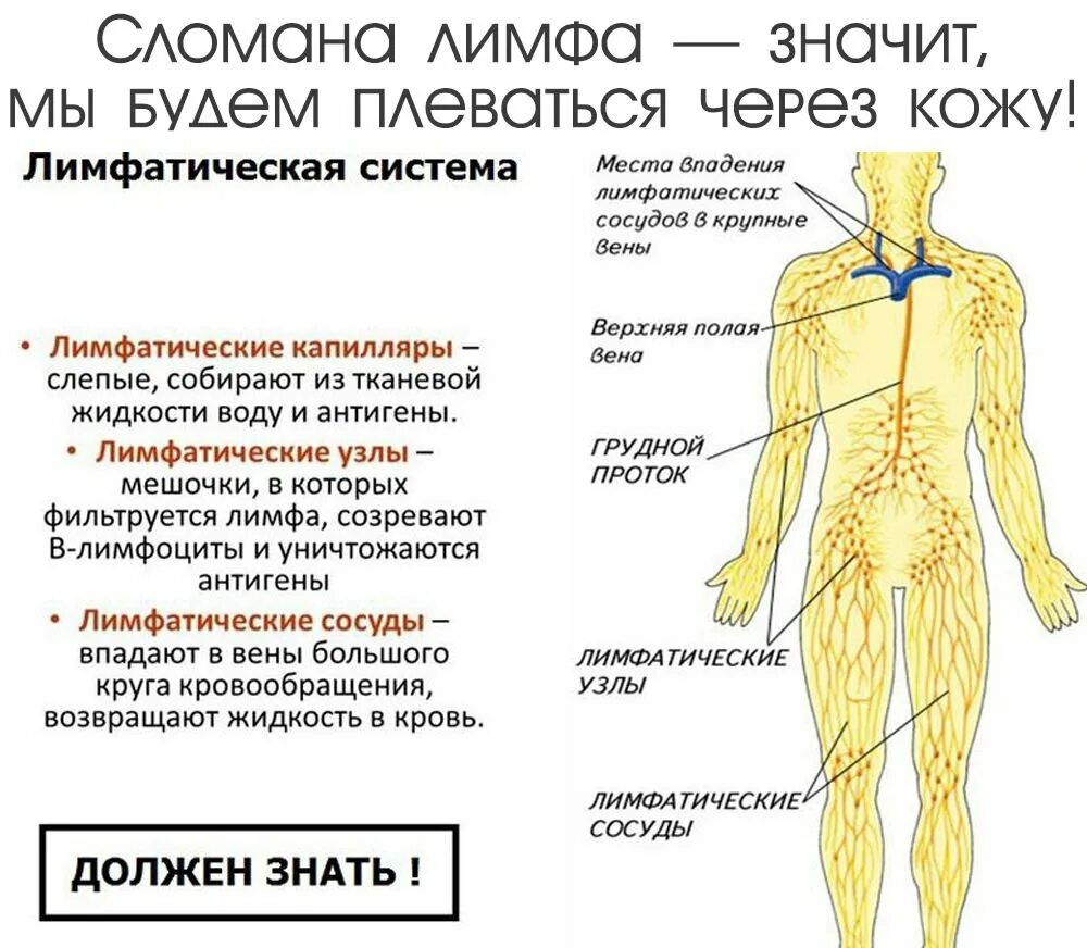 Схема образования лимфатической системы. Лимфатическая система человека схема движения лимфы анатомия. Лимфатическая система человека схема движения лимфы массаж. Лимфатическая система человека схема для массажа.